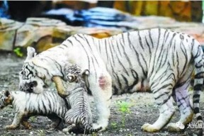 国产白虎一区,探寻东方武侠的传奇魅力